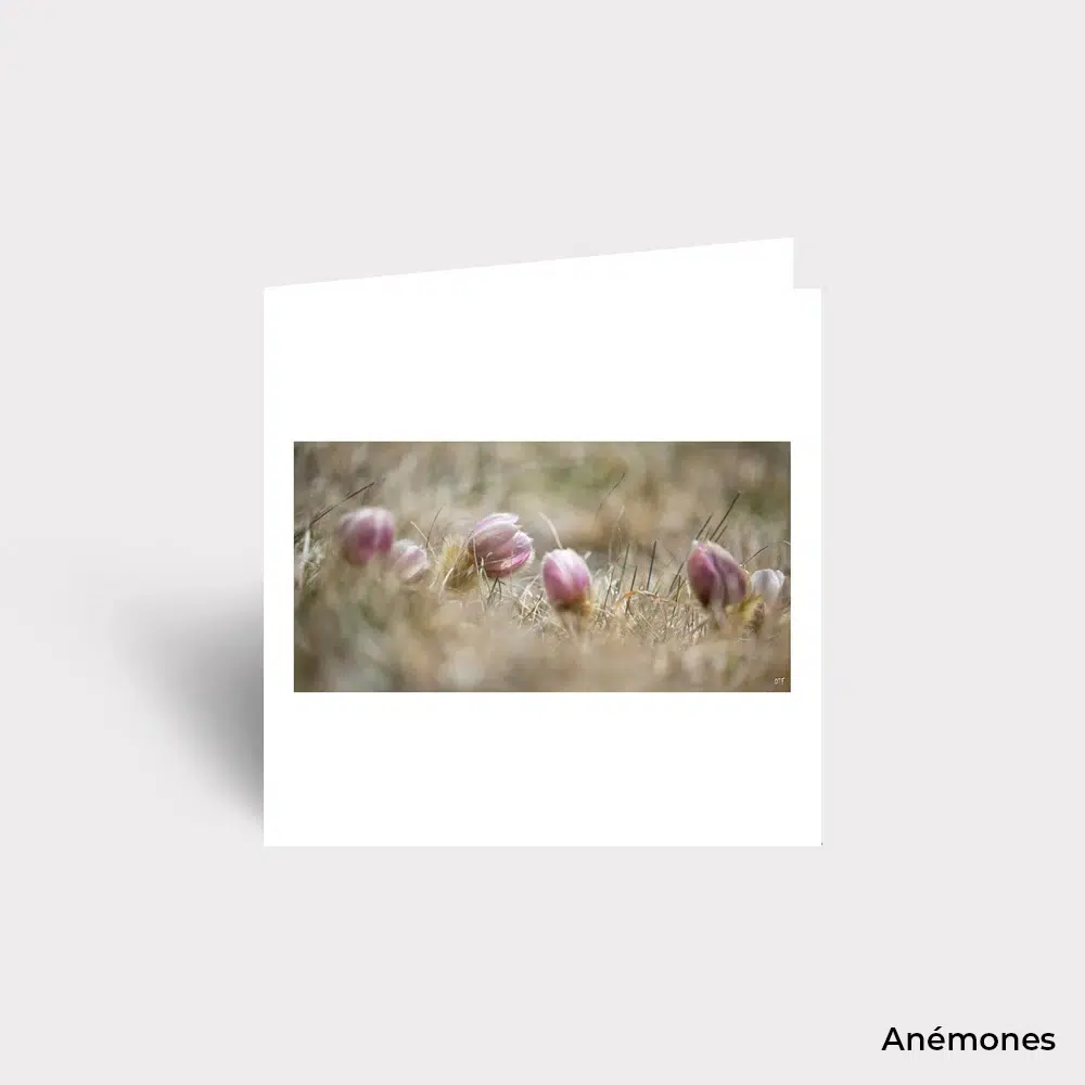 Carte Postale - Fleurs – Image 7