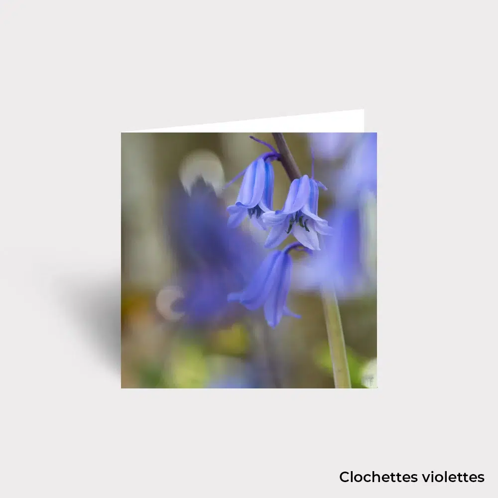 Carte Postale - Fleurs – Image 12