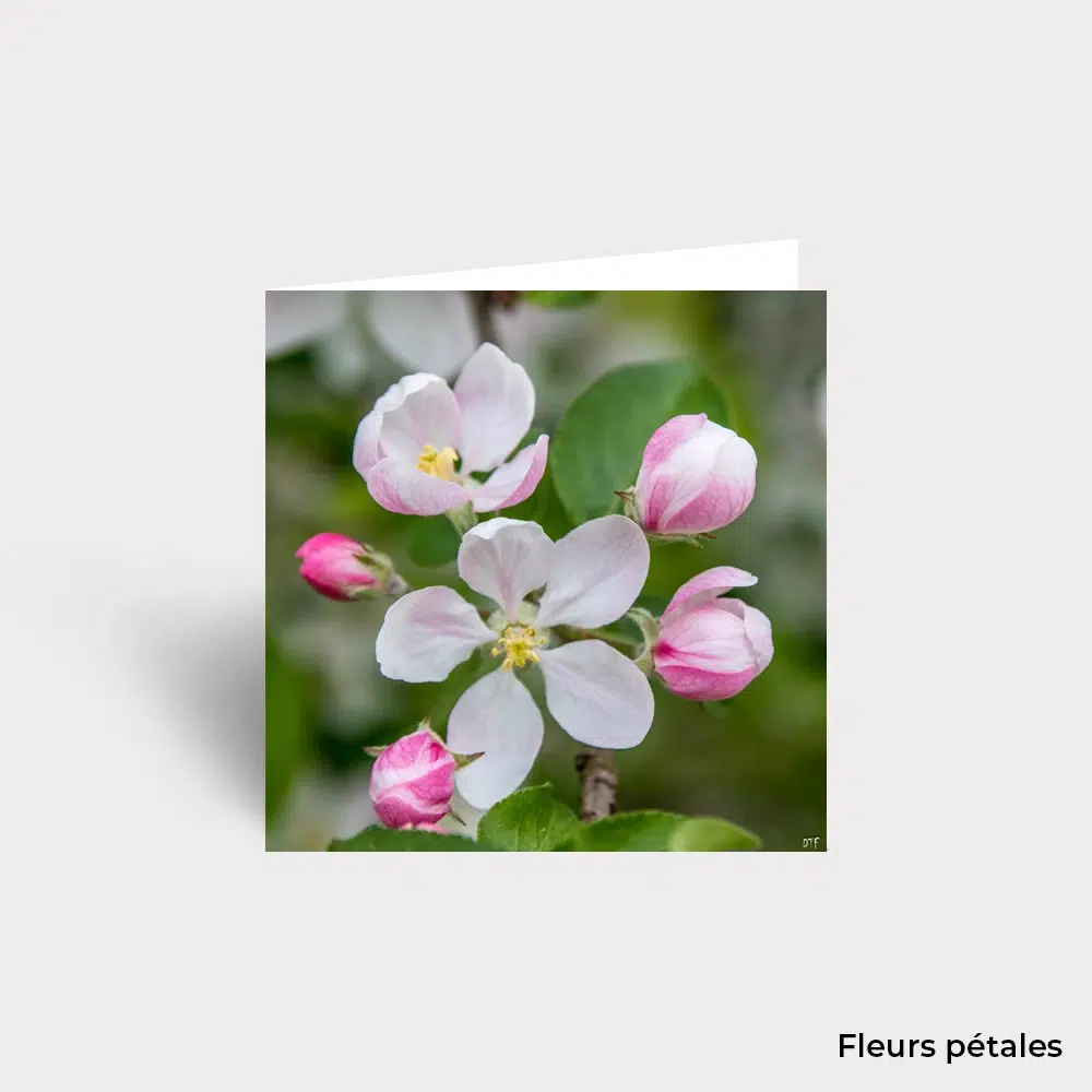 Carte Postale - Fleurs – Image 17