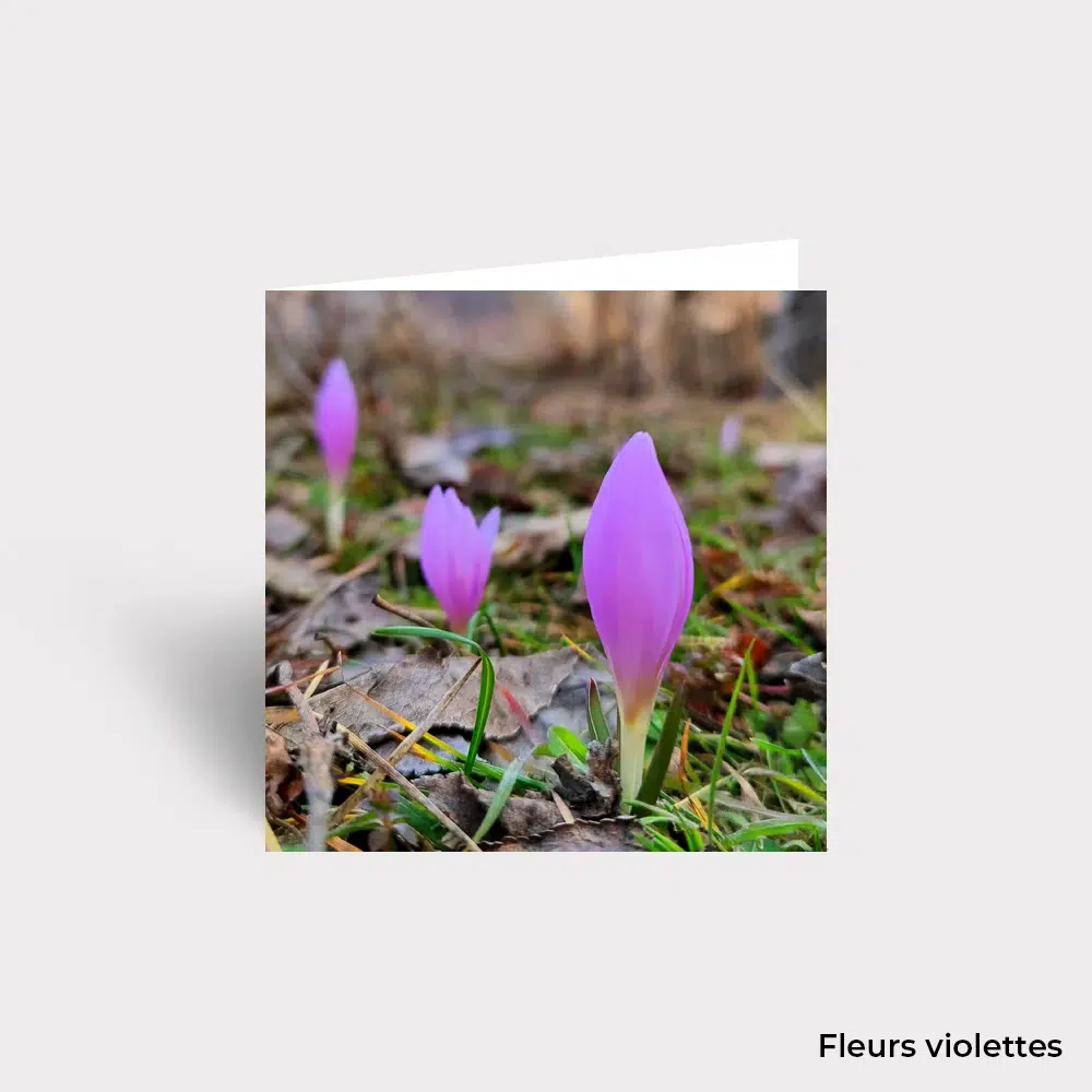 Carte Postale - Fleurs – Image 16